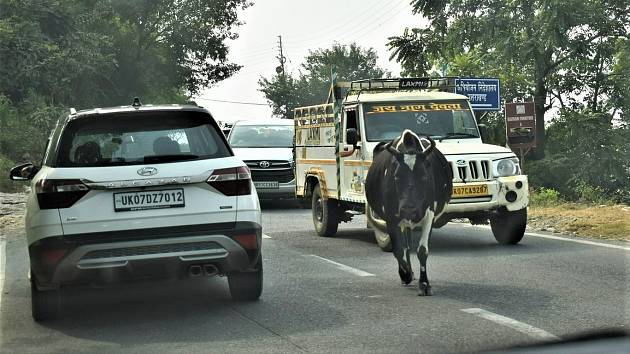 Krávy v Indii ohrožují na silnicích každého, vy ji však ohrozit nemůžete