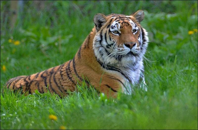 Tygr Rocky v Zoo Tábor oslavil 11. narozeniny.