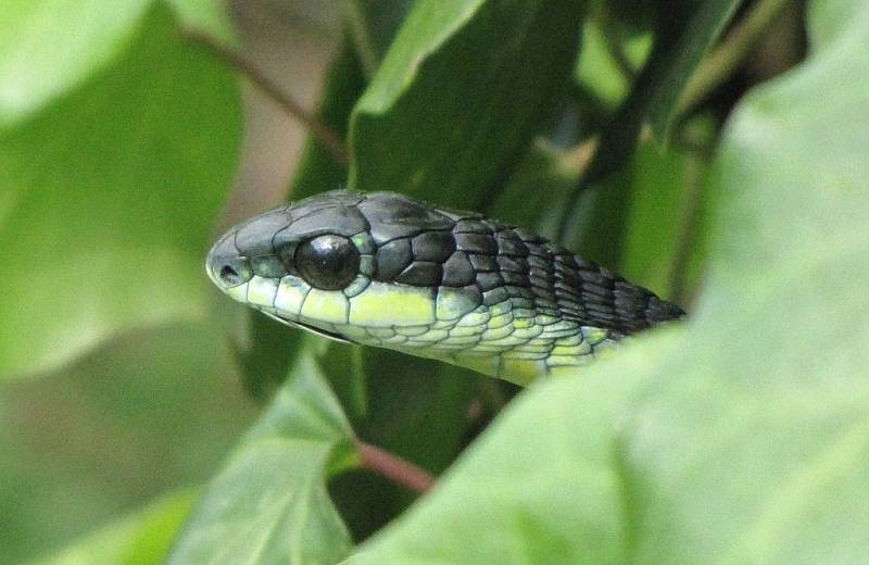 Bojga africká, neboli boomslang, jak tohoto hada označují domorodci, patří mezi nejjedovatější africké plazy. Oběti tohoto hada po uštknutí umírají na vnitřní krvácení.