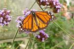 Monarcha stěhovavý (danaus plexippus)