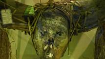 Další scvrklá hlava ze sbírek muzea Pitt Rivers Museum, Oxford