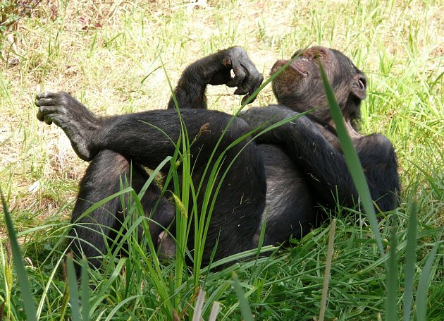 Šimpanzi - Ilustrační foto