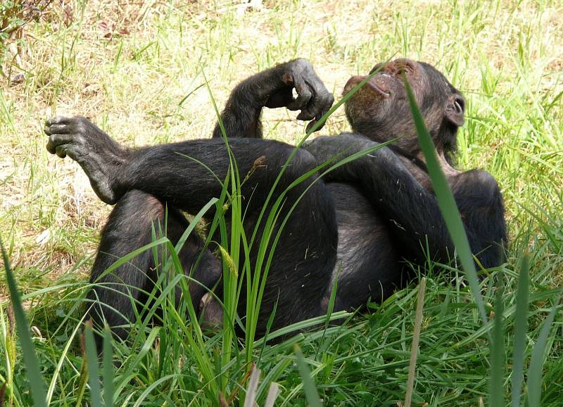 I naši bratranci šimpanzi mají různé formy podání rukou lišící se podle tlup a sociálního postavení. Navíc tato forma pozdravu přetrvává v průběhu času, což znamená, že se jedná o kulturní chování.