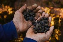 Káva Black Ivory v procesu výroby nejdražší kávy světa.