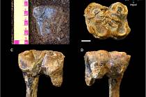 Zub prehistorického hrocha