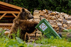 Medvědi se k lidským obydlím vydávají za potravou