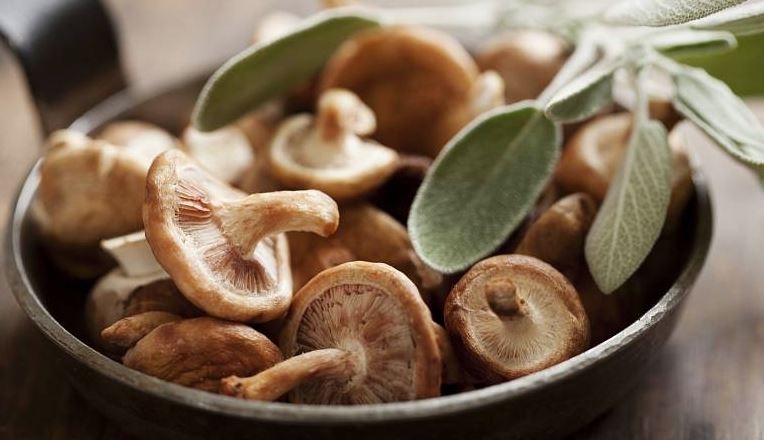 Zázračná houbička: Shitake nejen chutná, ale umí i léčit - Táborský deník