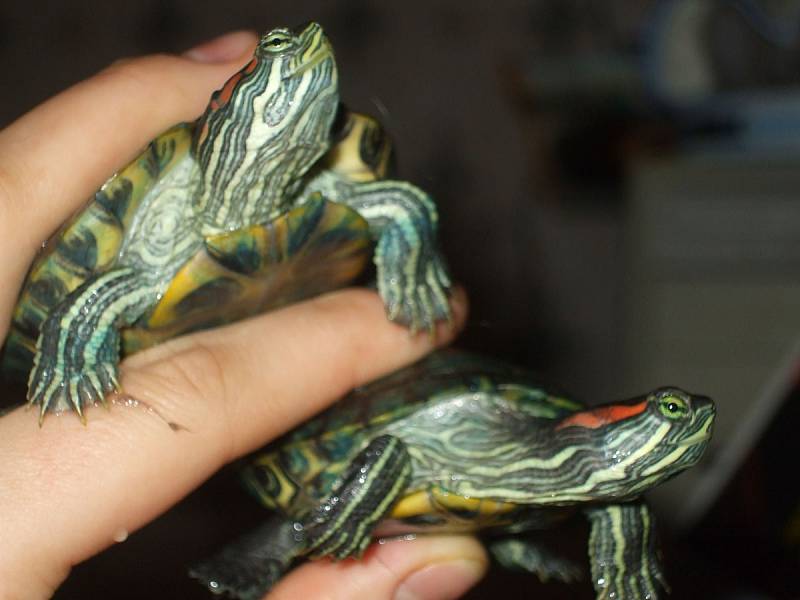 Mláďata želvy nádherné