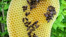 Včelaření jako hobby je u nás na vzestupu