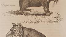 Tasmánský tygr a tasmánský čert, neboli vakovlk tasmánský a ďábel medvědovitý, jež oba v roce 1808 George Harris zařadil do rodu Didelphis spadající pod podčeleď vačice americké
