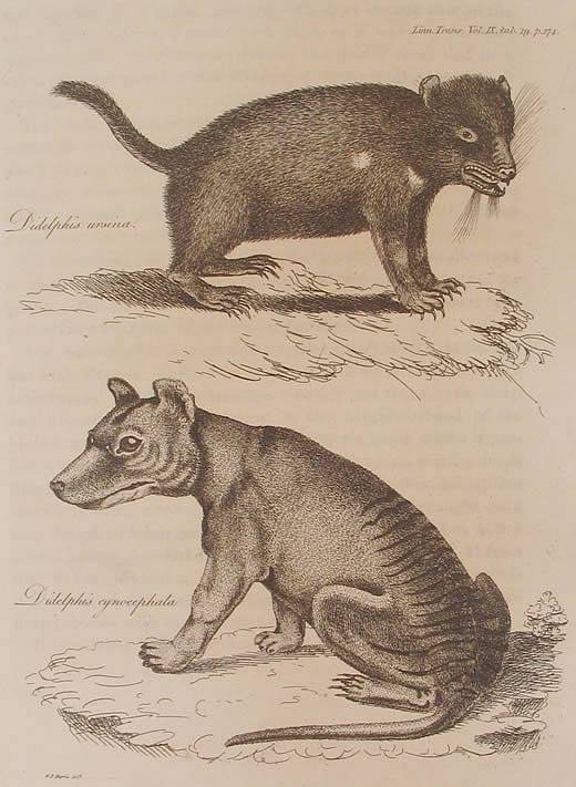 Tasmánský tygr a tasmánský čert, neboli vakovlk tasmánský a ďábel medvědovitý, jež oba v roce 1808 George Harris zařadil do rodu Didelphis spadající pod podčeleď vačice americké