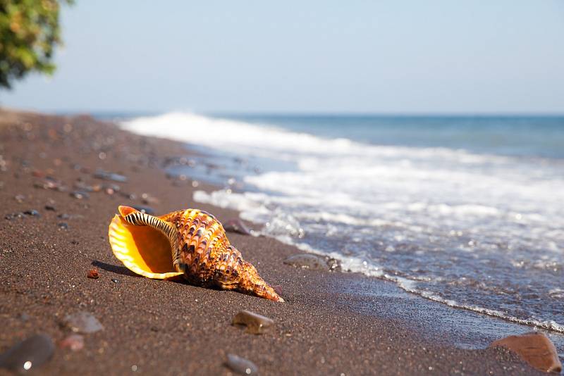 Tritonky, velcí mořští plži, obývají oceány i dnes