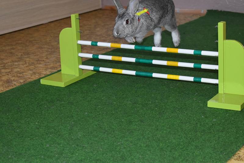 Skáče se do výšky nebo do dálky. Další disciplíny králičího hop jsou i parkur a rovinná dráha.