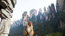 Zhangjiajie je domovem řady ohrožených rostlinných a živočišných druhů.  Žije zde například asijský černý medvěd, čínský vodní jelen a velký počet makaků.