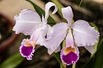 Ještě před pár desítkami let jste se mohli těšit krásou orchidejí jen v botanických zahradách.