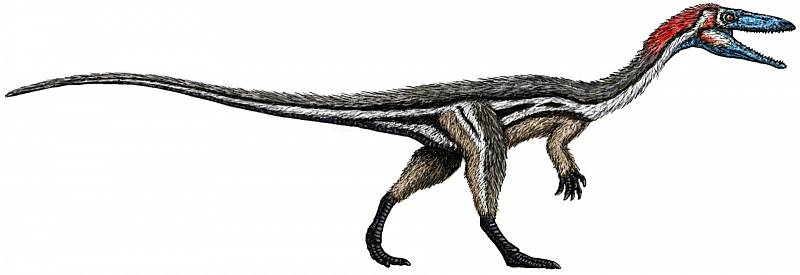 Mezi teropody, tedy tříprsté masožravé dinosaury, patřil i Coelophysis