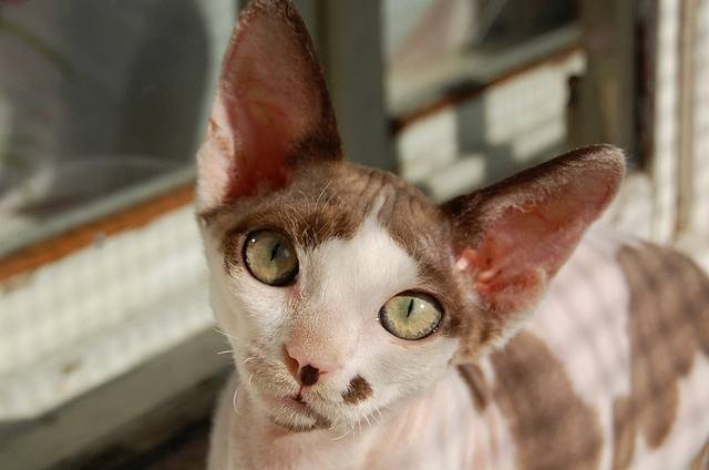 Devon Rex