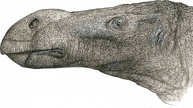 Nově popsaný dinosaurus Brighstoneus simmondsi se od ostatních odlišoval baňatým nosem. Vyskytoval se na britském ostrově Wight.