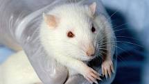 Laboratorní myš - Ilustrační foto