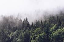 Obnova lesů z pohledu statistiky láme historické rekordy, podle ekologů se ale nedaří napravovat historické chyby a lesy dále směřují svojí skladbou k monokulturám, ilustrační foto.