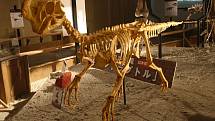 Kostra oviraptora v japonském muzeu