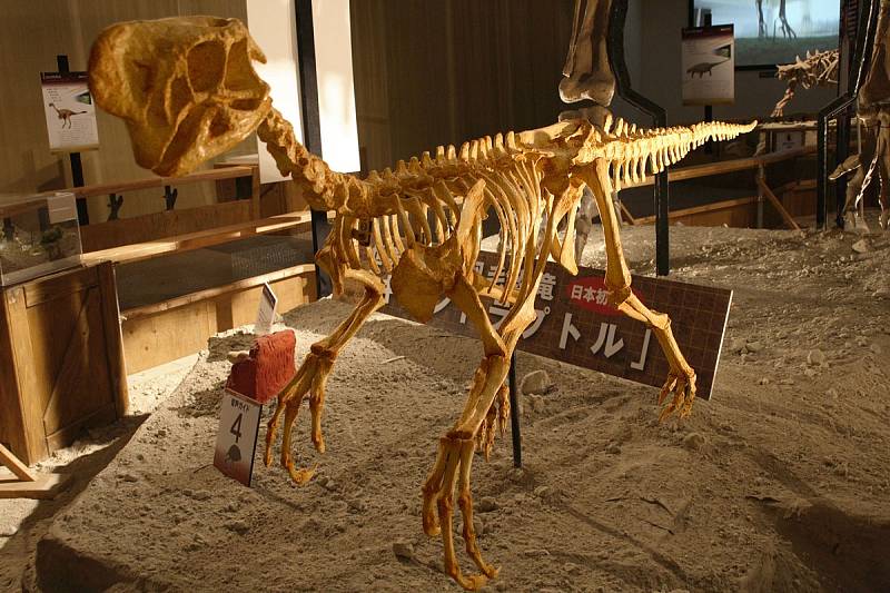 Kostra oviraptora v japonském muzeu