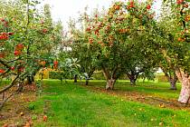 Chcete si dopřát jablka, meruňky nebo švestky z vlastního sadu? Pak byste si měli důkladně promyslet, jaké druhy a odrůdy ovocných stromů pro podzimní výsadbu zvolíte.