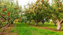 Chcete si dopřát jablka, meruňky nebo švestky z vlastního sadu? Pak byste si měli důkladně promyslet, jaké druhy a odrůdy ovocných stromů pro podzimní výsadbu zvolíte.