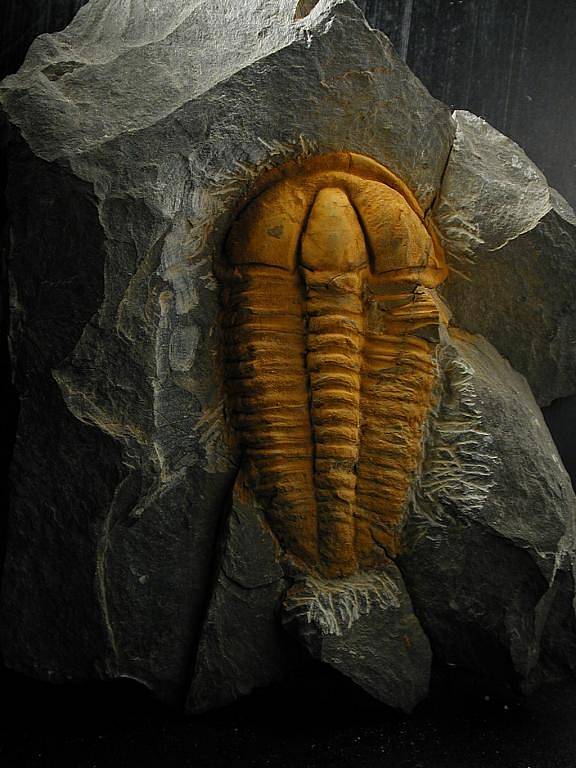 Trilobit Conocoryphe Sulzeri