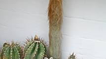 Dědek – kaktus, který kdysi věnoval svému synovi do sbírky otec Pavla Líznara. Dostal ho v 70. letech v brněnské botanické zahradě, když tam pracoval jako řemeslník. „Je třikrát seříznutý, jinak by měl tři metry.“