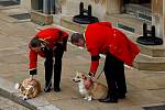 Na poslední rozloučení s královnou Alžbětou II. čekali ve Windsoru i její dva pejskové rasy corgi (welsh corgi pembroke)