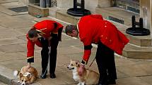 Na poslední rozloučení s královnou Alžbětou II. čekali ve Windsoru i její dva pejskové rasy corgi (welsh corgi pembroke)