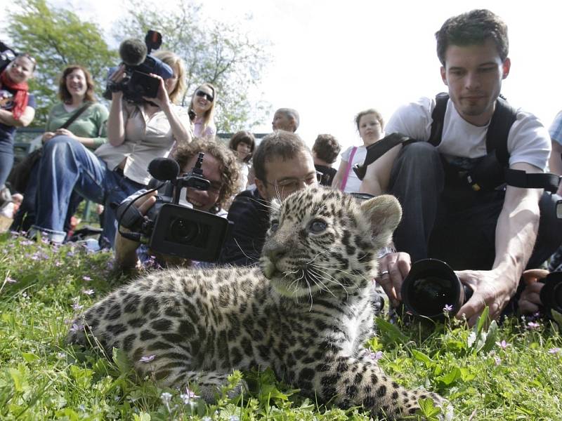 V berlínské zoologické zahradě Tierprark se v pondělí představila tři jaguáří mláďata.