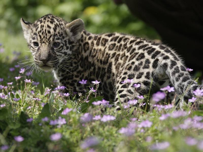 Tři jaguáří mláďata se narodila 16. dubna a dostala jména Atiero, Jumanes and Valdivia.