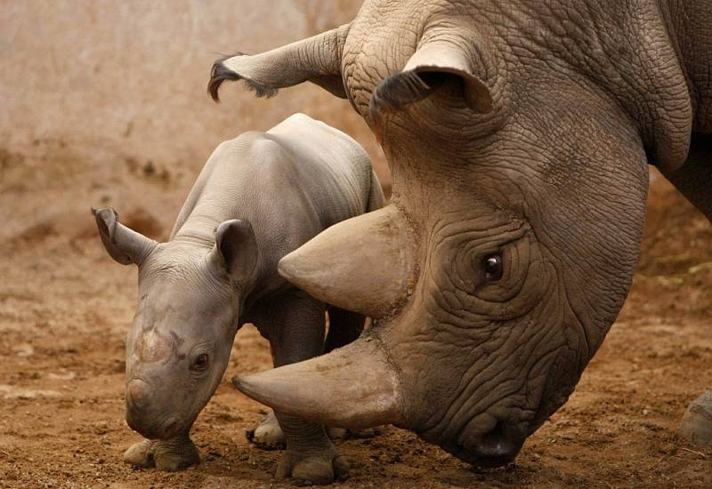 Čtyři dny staré mládě nosorožce dvourohého východního s matkou ve výběhu Chesterské Zoo v severní Anglii na snímku z pondělí.