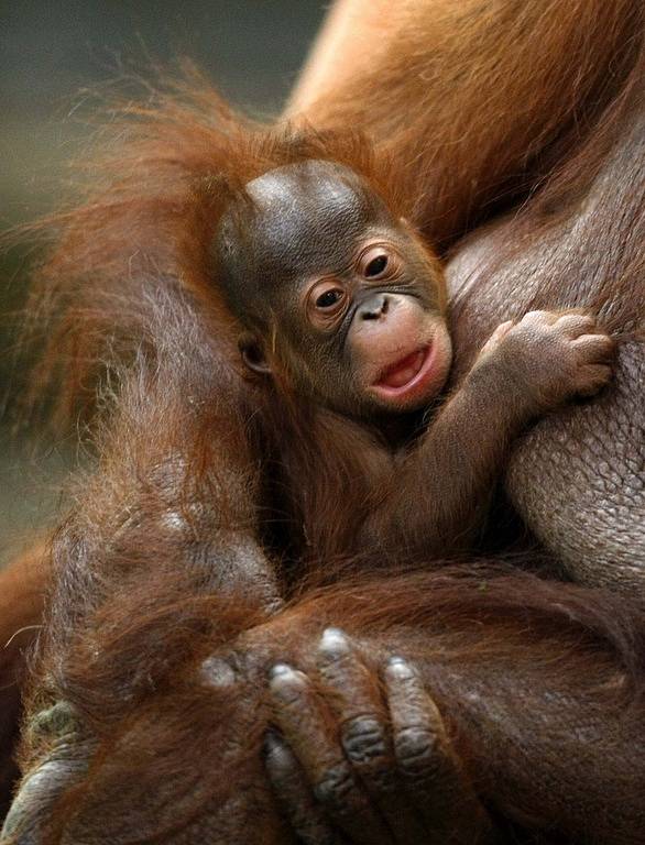 Iznee, orangutání mládě  v Chesterské Zoo v severní Anglii. Je to první mládě orangutana, které se tu narodilo v posledních deseti letech. Vyfotografováno bylo v pondělí.