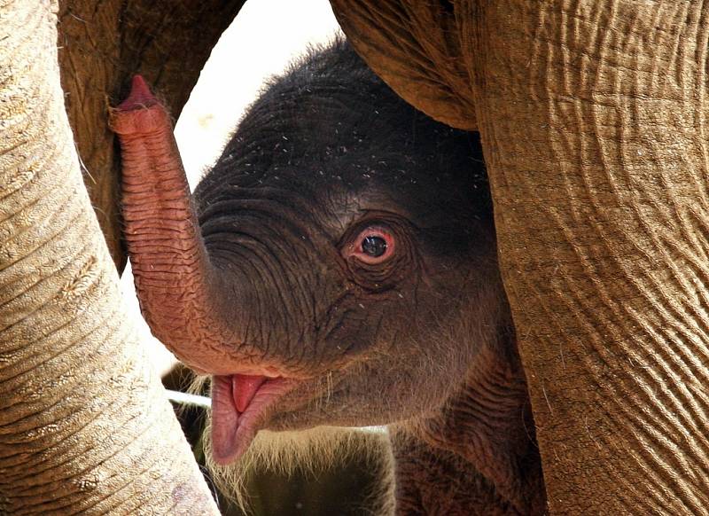 Mládě slona indického při svém prvním veřejném představení v úterý v antverpské zoologické zahradě. Slůně pojmenované Kai-Mook se narodilo 17. dubna.