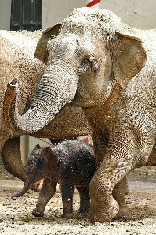 Mládě slona indického při svém prvním veřejném představení v úterý v antverpské zoologické zahradě. Slůně pojmenované Kai-Mook se narodilo 17. dubna.
