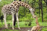 Malá žirafa Margaret Abigail komunikuje s matkou Margaret Sukari v zoo v newyorském Bronxu na snímku z 5. května. Žirafě se narodilo 17. února.