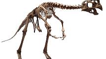 Kostra oviraptora