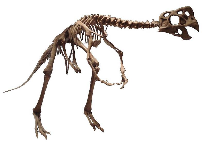 Kostra oviraptora