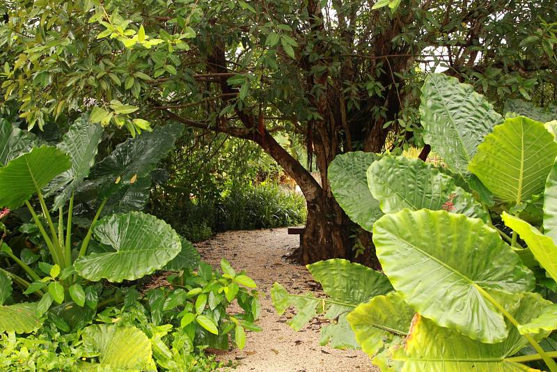 Výsadba v prázdninovém resortu Zuri na Zanzibaru připomíná menší džungli