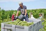 Vinnou révu na první letošní burčák už sklidili vinaři v Dolních Dunajovicích