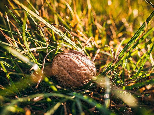 Velmi zajímavé zdravotní benefity nabízejí i skořápky vlašských ořechů, které zpravidla končí v odpadkovém koši. Dejte jim proto šanci a zkuste je využít.