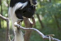 Menší primáti, jako například tato guaréza pláštíková, spotřebují při šplhání ve větvích stromů stejně energie, jako kdyby běhali po zemi. Na stromech se ale cítí bezpečněji a najdou si tam i více potravy. 