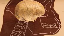 Grafický záznam velikosti mozku příslušníka druhu Sahelanthropus tchadensis vystaveného v Sále lidských druhů ve Smithsonianově přírodovědném muzeu ve Washingtonu, D.C.