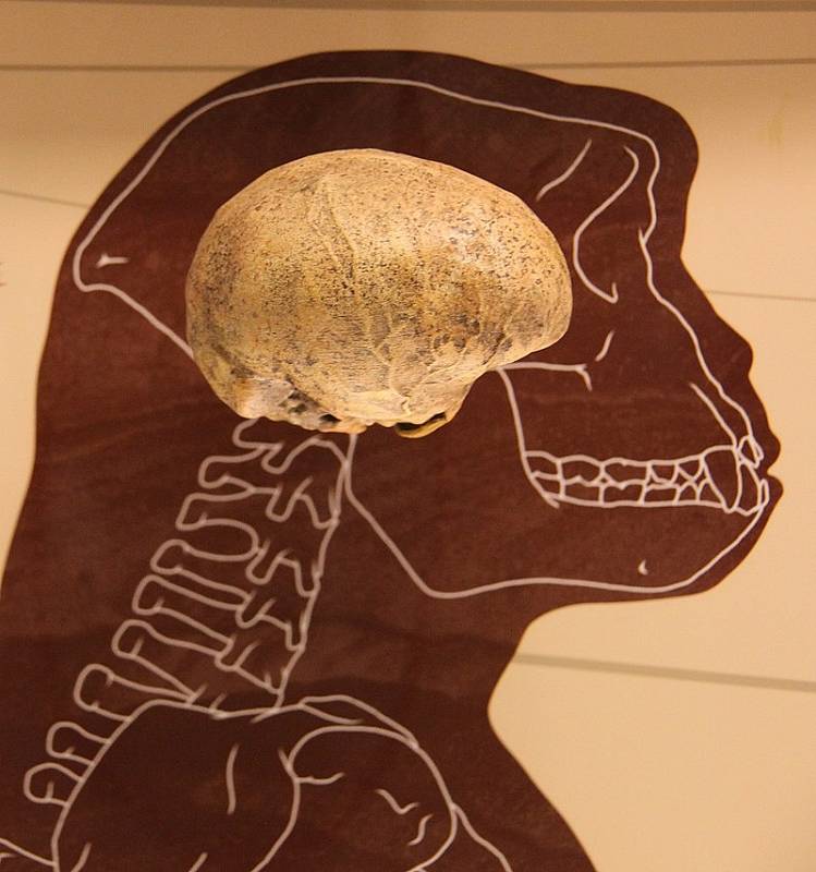 Grafický záznam velikosti mozku příslušníka druhu Sahelanthropus tchadensis vystaveného v Sále lidských druhů ve Smithsonianově přírodovědném muzeu ve Washingtonu, D.C.
