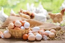 Zatímco v českých obchodech vidíme hlavně hnědá vejce, ve Spojených státech lidé dávají přednost bílým