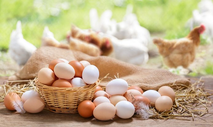 Zatímco v českých obchodech vidíme hlavně hnědá vejce, ve Spojených státech lidé dávají přednost bílým