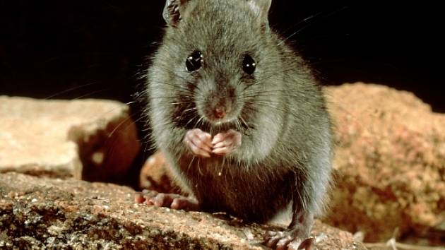 Krysa obecná je častým nositelem různých nemocí.